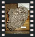 Iron meteorite GIBEON