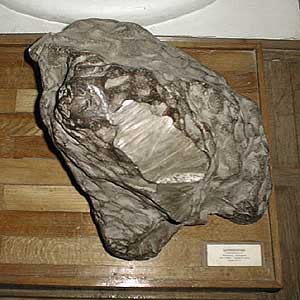 Meteorite SYROMOLOTOVO.