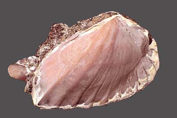 Rhodochrosite after the shell.